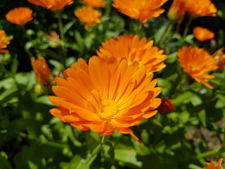 Promienne płatki © Damian