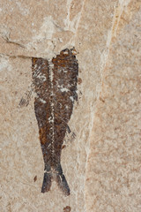 Macro shot of an ancient fish fossil preserved in limestone