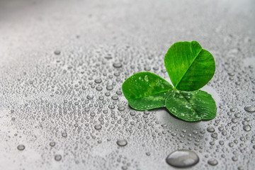 Clover leaves on a gray background with droplets of water. St.Patrick 's Day.