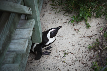 Penguin Below Bridge