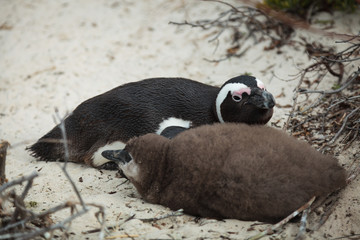 Penguin Mother and Chick