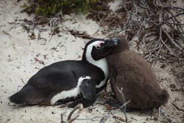 Naklejka premium Penguin Mom and Chick 2