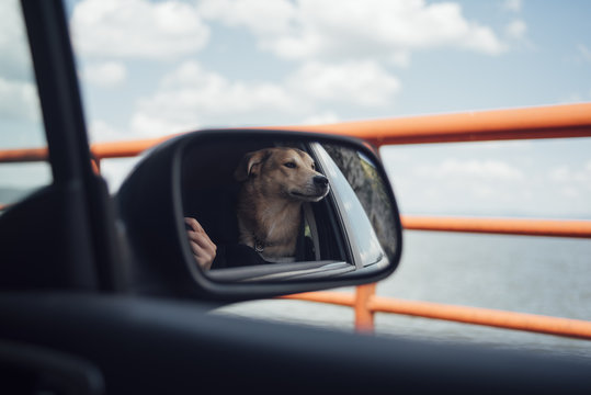 Dog in the mirror