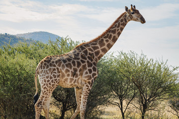 Naklejka na ściany i meble Giraffe On Safari