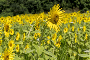One sunflower stands above the field of flowers.