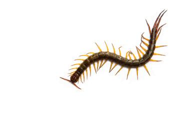 Centipede in front of white background,worm