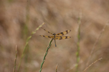 Dragonfly 2