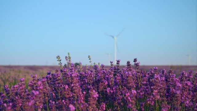 A large field with blooming lavender at sunset of the day. The windmill turns the blades. Turbine, windmill. The moment the wind sways the flowers of lavender and the bees gather nectar
