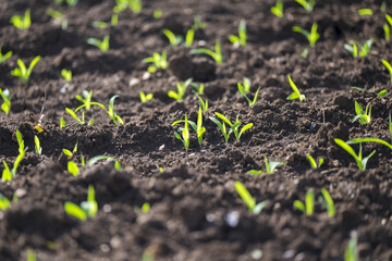 New born plant growing in sunlight