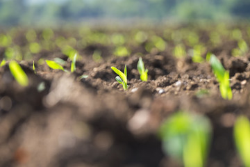New born plant growing in sunlight