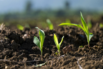 New born plant growing in sunlight