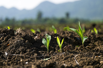 New born plant growing in sunlight