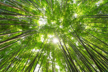 Fototapeta na wymiar Bamboo forest against sun in Chengdu, Sichuan Province, China