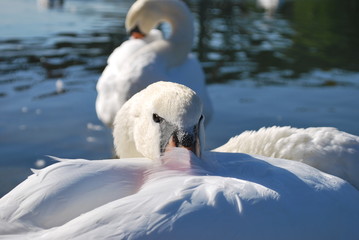 Au calme sur l'eau