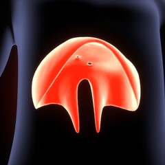 Human Diaphragm Anatomy Illustration . 3D render