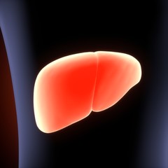 3d illustration of human body liver anatomy