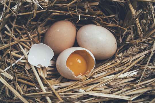 Broken egg in the nest
