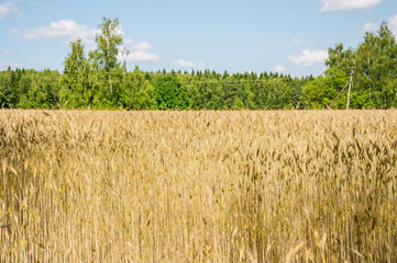 The rye crop on the field