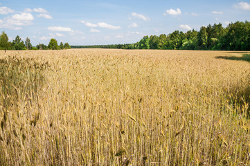 The rye crop on the field