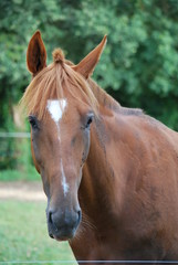 Naklejka premium Portrait de cheval