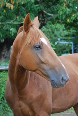 Obraz premium Portrait de cheval