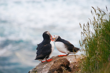 Puffins on the Latrabjarg cliffs,West Fjords, Iceland