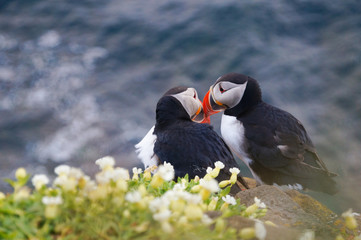 Atlantic Puffin in Latrabjarg cliffs, Iceland.
