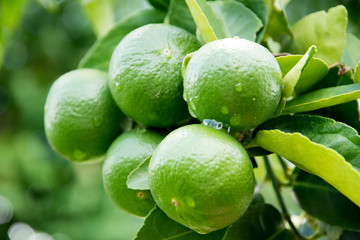 Green lime hanging on a tree