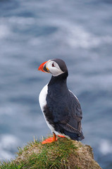 Atlantic Puffin in Latrabjarg cliffs, Iceland.