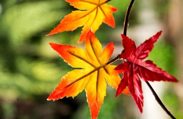 Red maple leaf