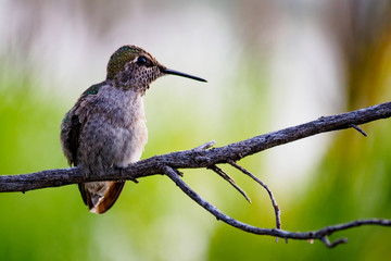 A Cute Hummingbird