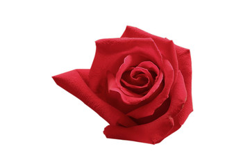 Red rose isolated on white background with clipping path.