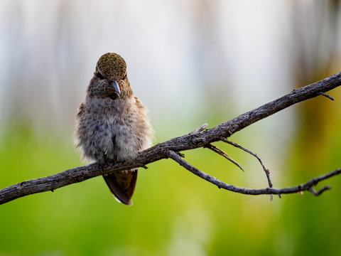 A Cute Hummingbird