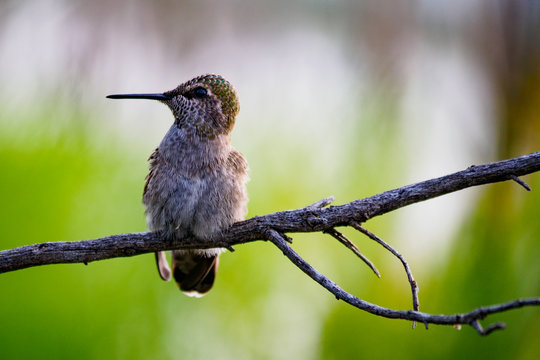 A Cute Hummingbird