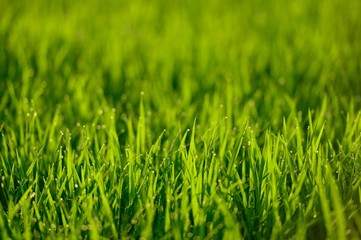 Dew drop on the leaf in the morning
