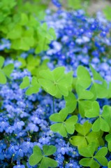 Bunte Blumen