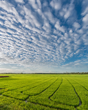 Green rice field with beautiful sky and cloud.