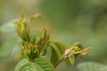 Macro photo of green leaves about to unfurl.