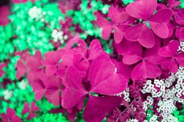 Bunte Blumen