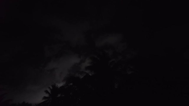 Night Palm Trees with moving clouds