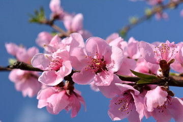 Obraz premium Hana_peach