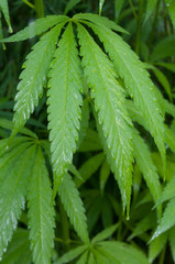 gouttes de pluie sur plants de cannabis