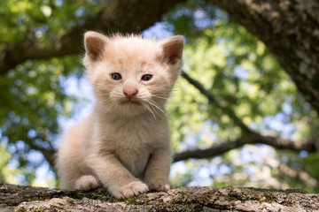Naklejka na ściany i meble Kitten In A Tree