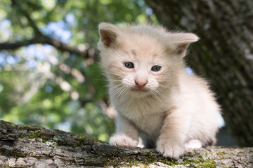 Naklejka na ściany i meble Kitten In A Tree