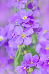 Purple flowers Aubrieta. Flowering rock cress © lesichkadesign
