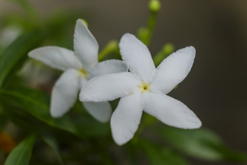 Fototapeta na wymiar Gardenia crape jasmine flower