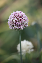 Beautiful allium flower
