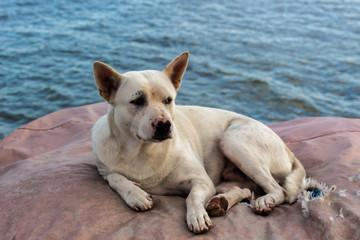 Obraz premium Stray Dog : 野良犬・犬・かわいい