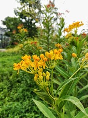Vivid bright orange color flower in the green garden