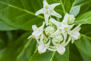 Close up of White Crown flower